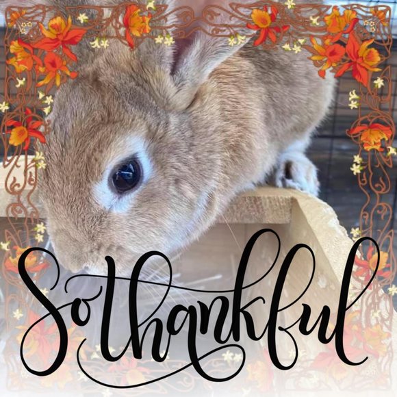 lori_stedman
